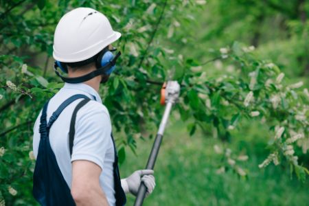 Why Professional Landscape Maintenance is Key on the Coast