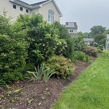 Seasonal-Cleanup-Shrub-Removal-in-Bethany-Beach-Delaware 3