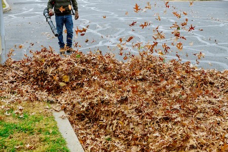 Leaf Removal